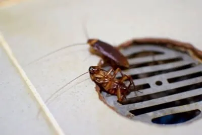 Big Roaches in the Tub? Your P-Trap is Dry.
