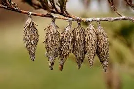 That 'Pine Cone' is Alive (And It's Killing Your Tree)