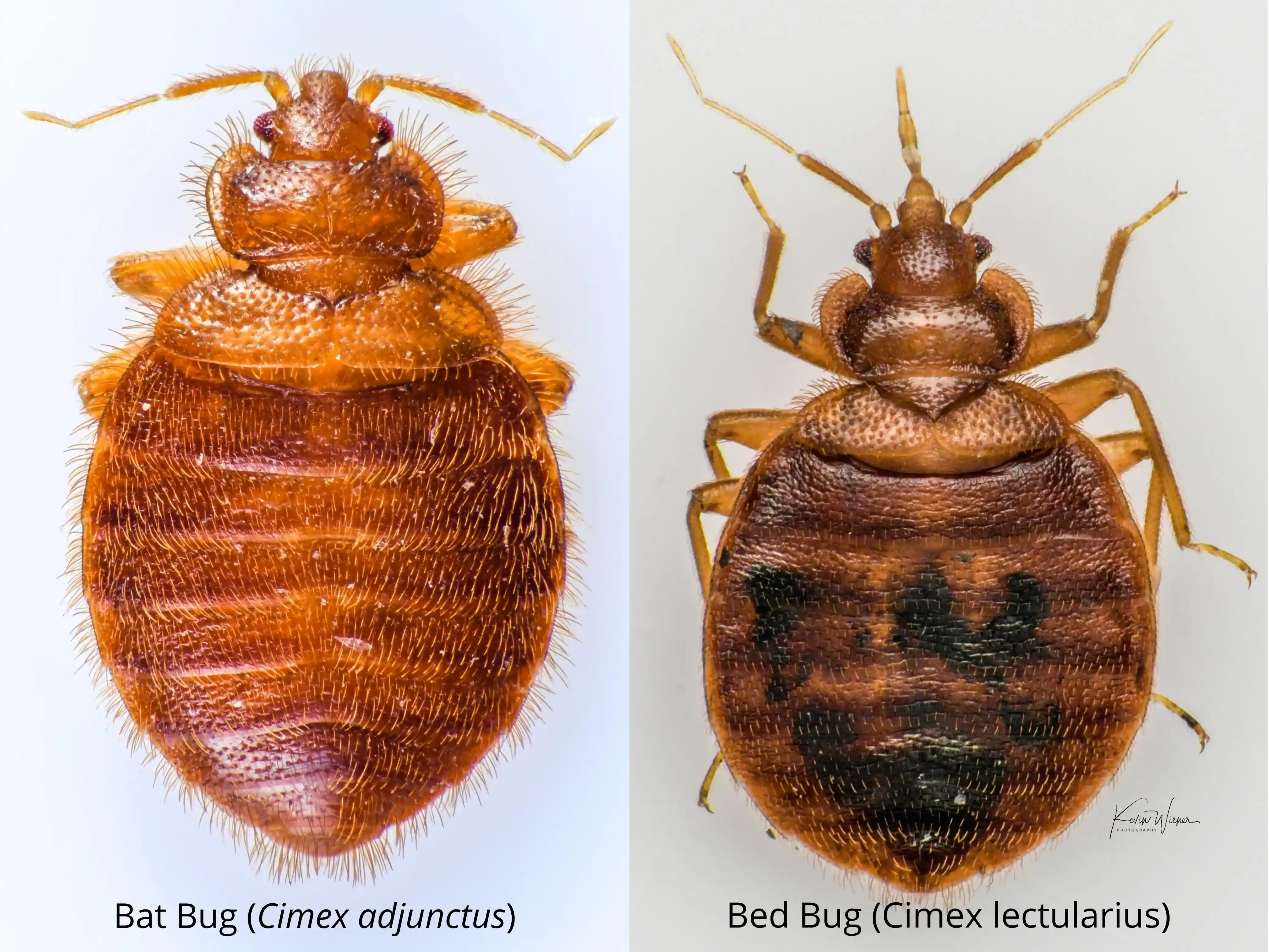 It Looks Like a Bed Bug. It Bites Like a Bed Bug. But It's From the Attic.