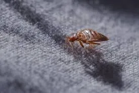 Can I Get Bed Bugs from an Uber? (Yes, You Can)