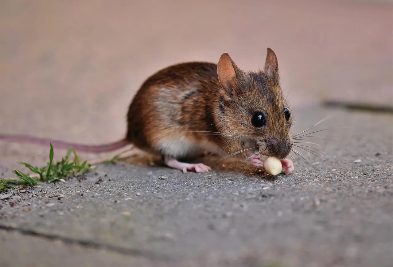 Stop Using Cheese. Mice Hate It.