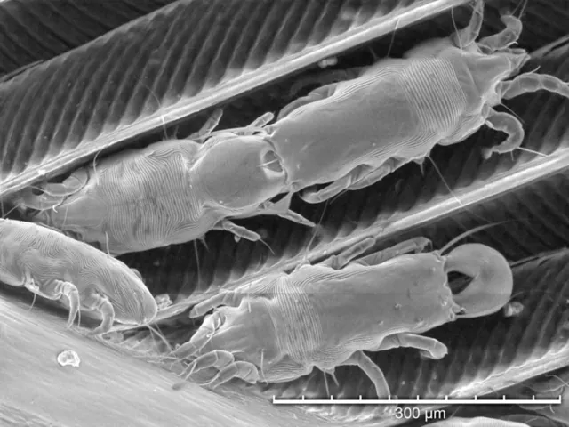 Itching but No Bed Bugs? Check for Bird Mites.