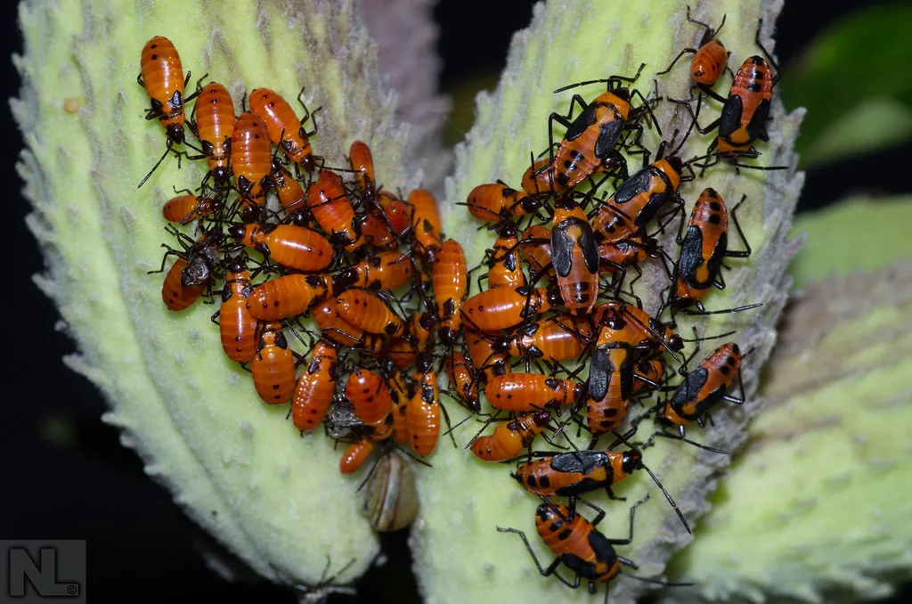 Boxelder Bug vs. Milkweed Bug: Know the Difference