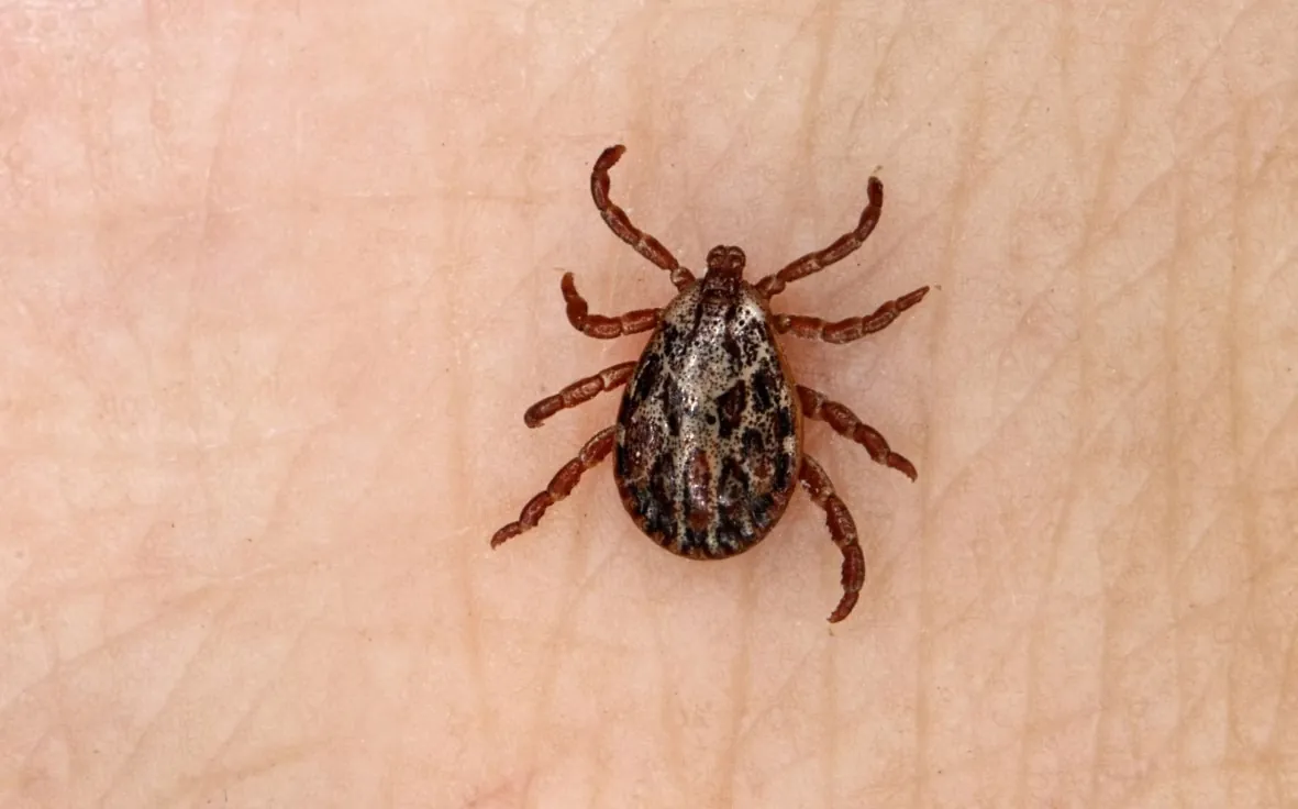 The Only Tick That Lives IN Your House (Brown Dog Tick)