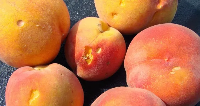 Biting into a Peach and Finding an Earwig? Here is Why.