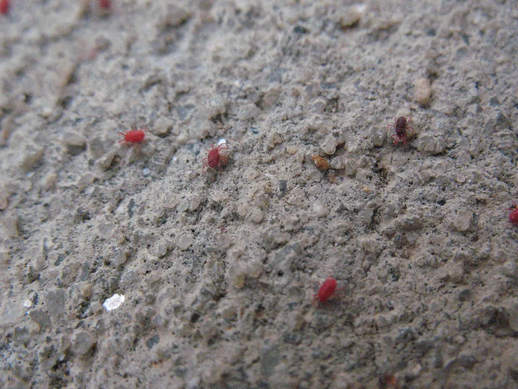 Tiny Red Dots on Your Windowsill? Meet the Clover Mite.