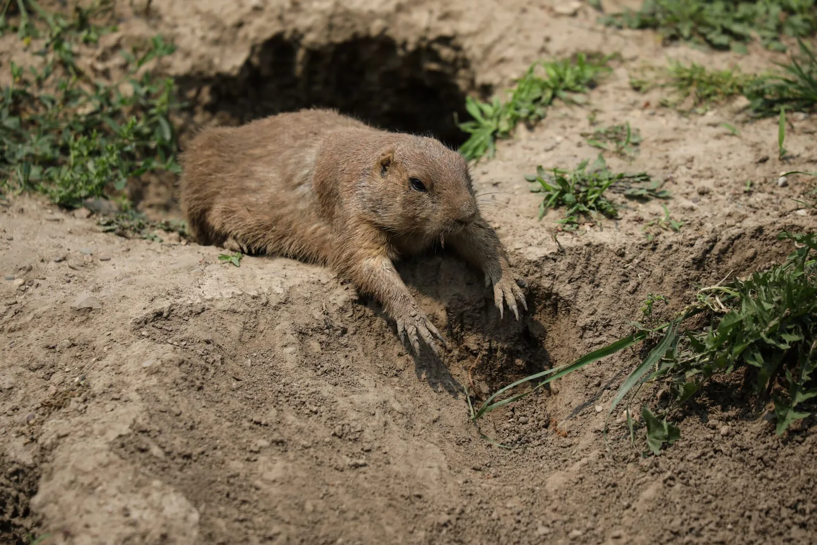 Gophers: Who Is Pulling My Carrots Underground?