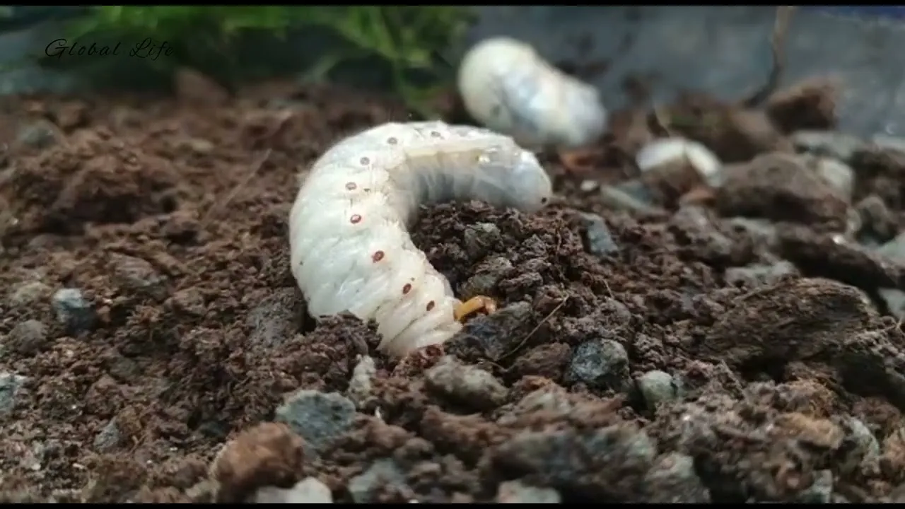 June Bugs: Why They Bang Into Your Windows