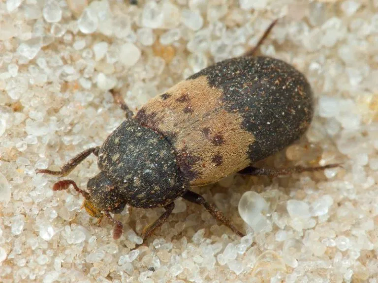 Hairy Worms in the Dog Food? Meet the Larder Beetle.