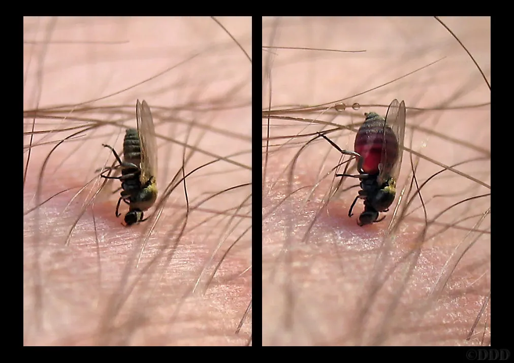 Itching Inside the Screen Porch? It's No-See-Ums.