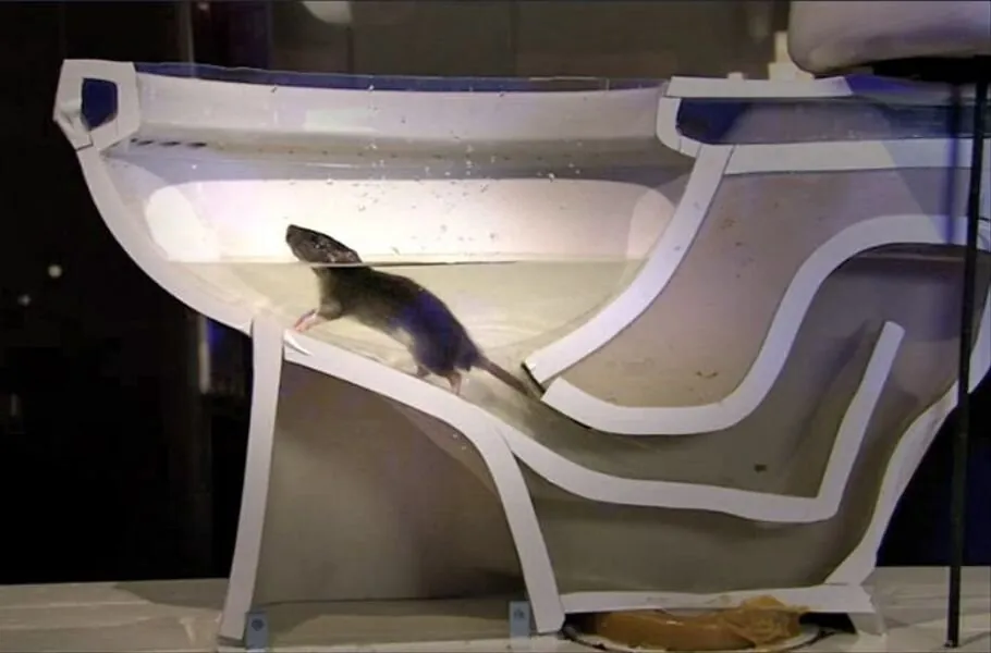 Can Rats Really Come Up the Toilet? (Yes, Sorry)