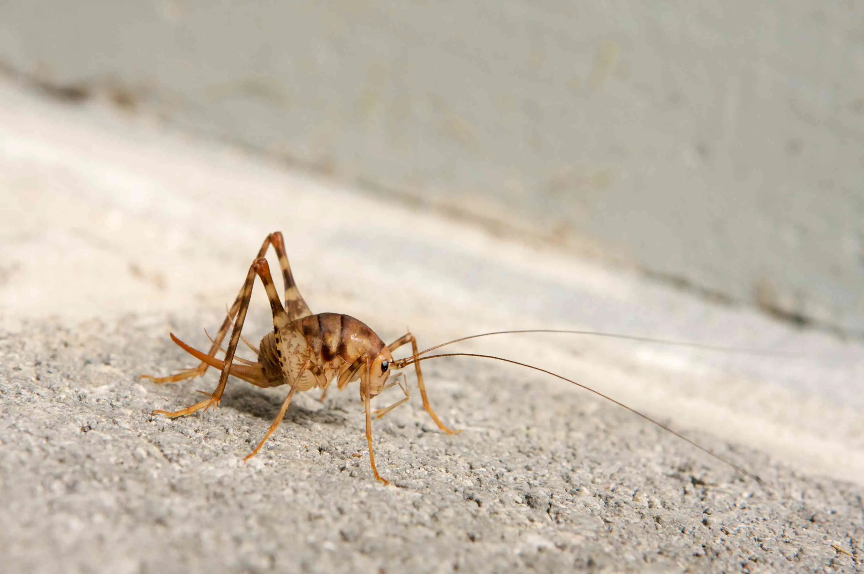 Why Spider Crickets Jump AT Your Face