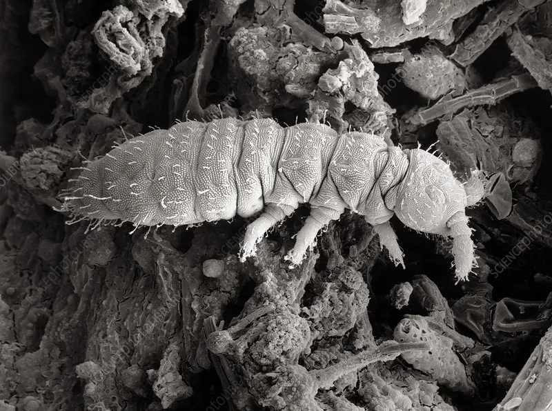 Tiny Jumping Specks in the Sink? Those Are Springtails.