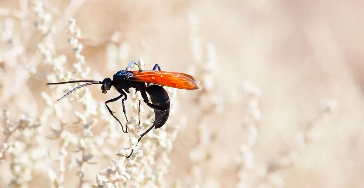 Tarantula Hawks: The Sting You Do Not Want