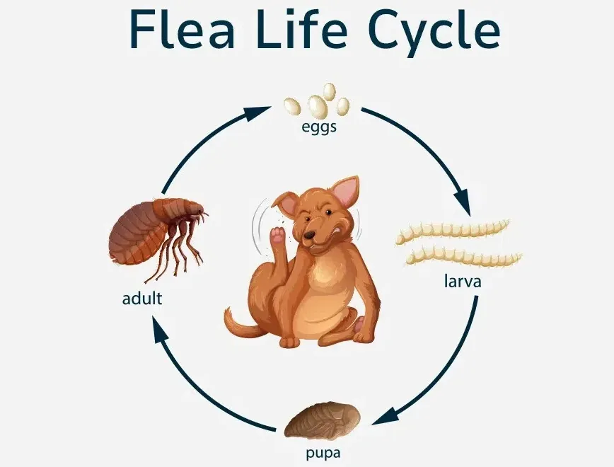 Why the Fleas Came Back (The Pupal Window)