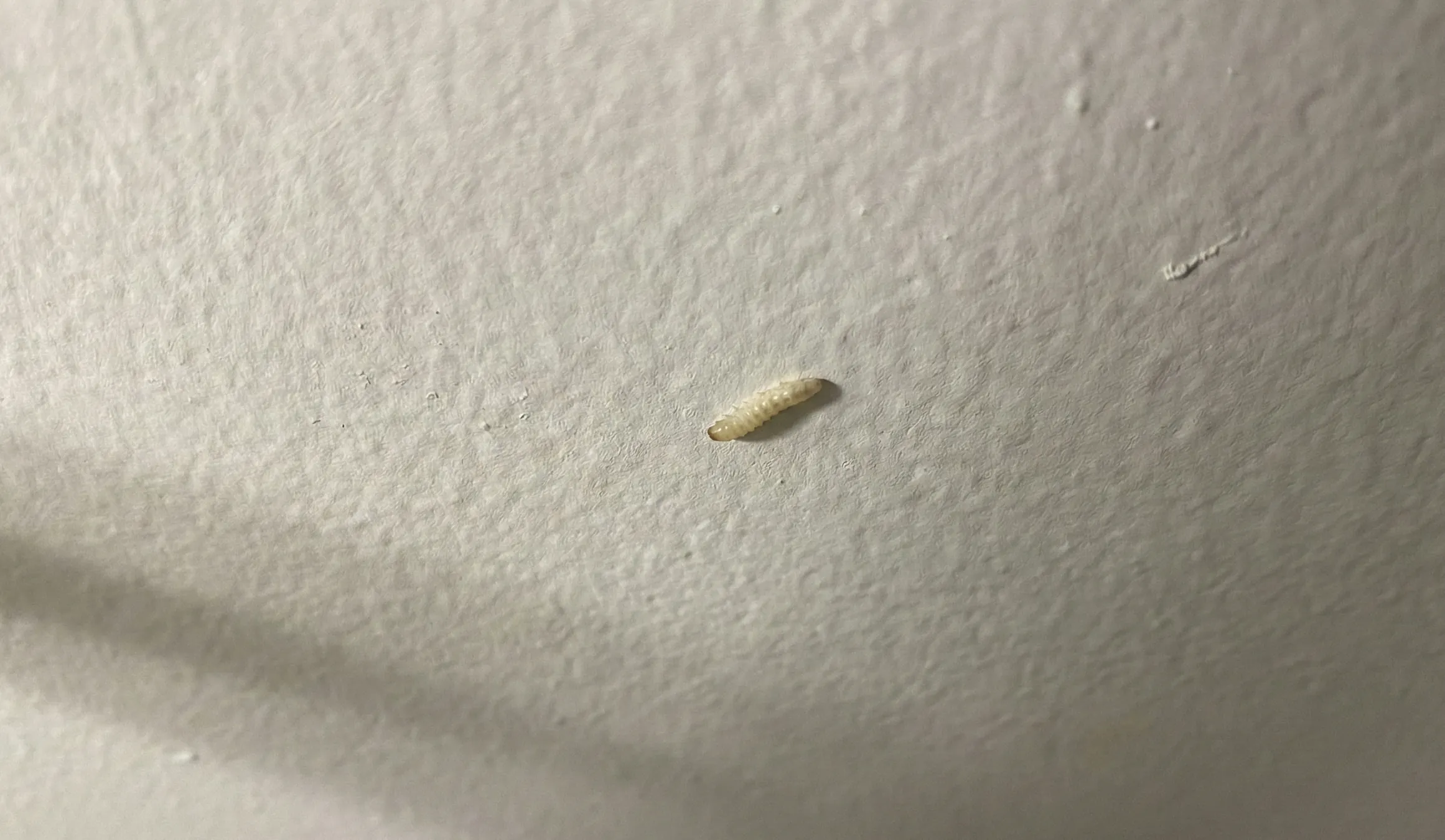 The Maggots on Your Ceiling: Indian Meal Moths