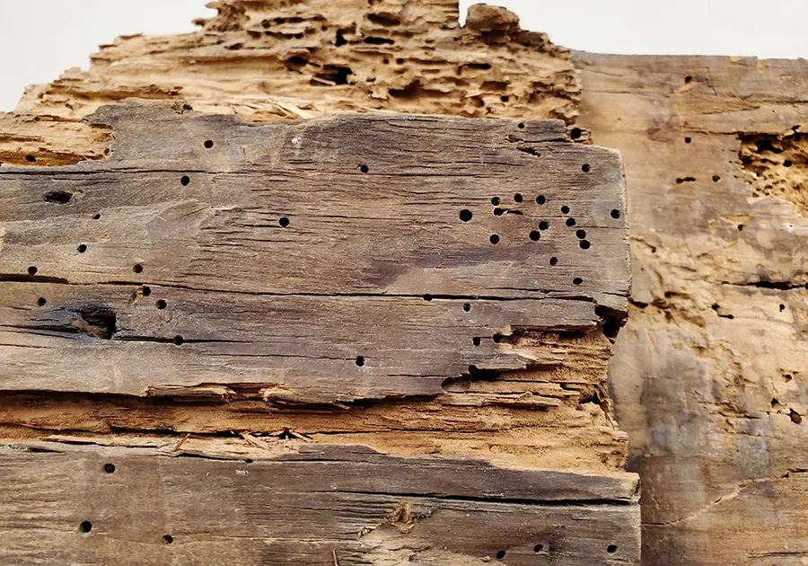 Piles of Flour Under the Floor? Powder Post Beetles.