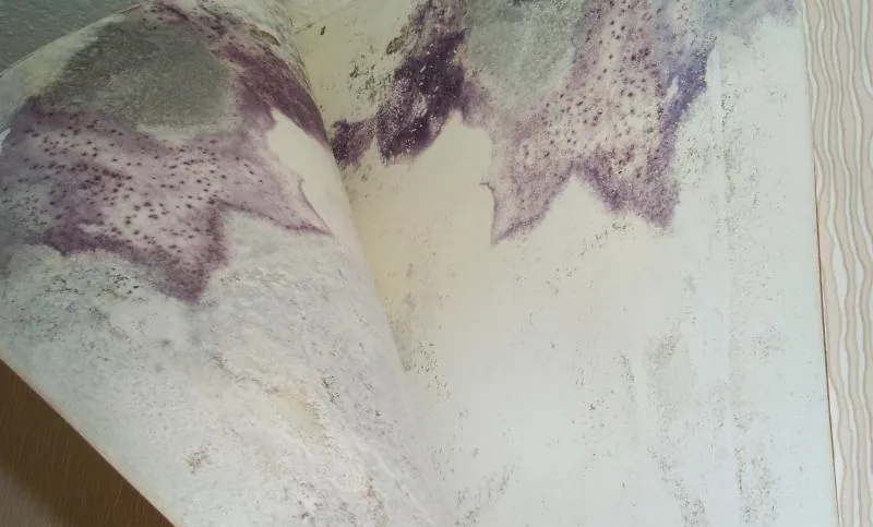 Purple mold streaks growing on peeling wallpaper