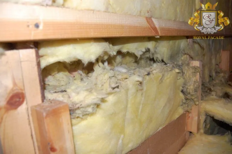 Rat burrow hole in attic insulation