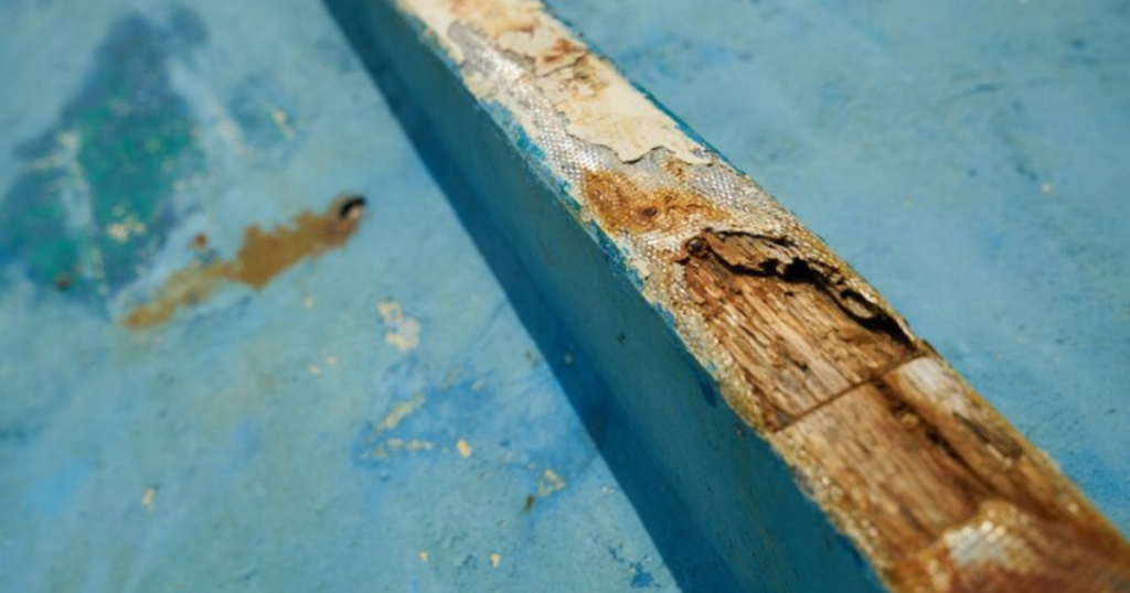 How to Identify the Signs of Mold on Wood, Basement & Pool